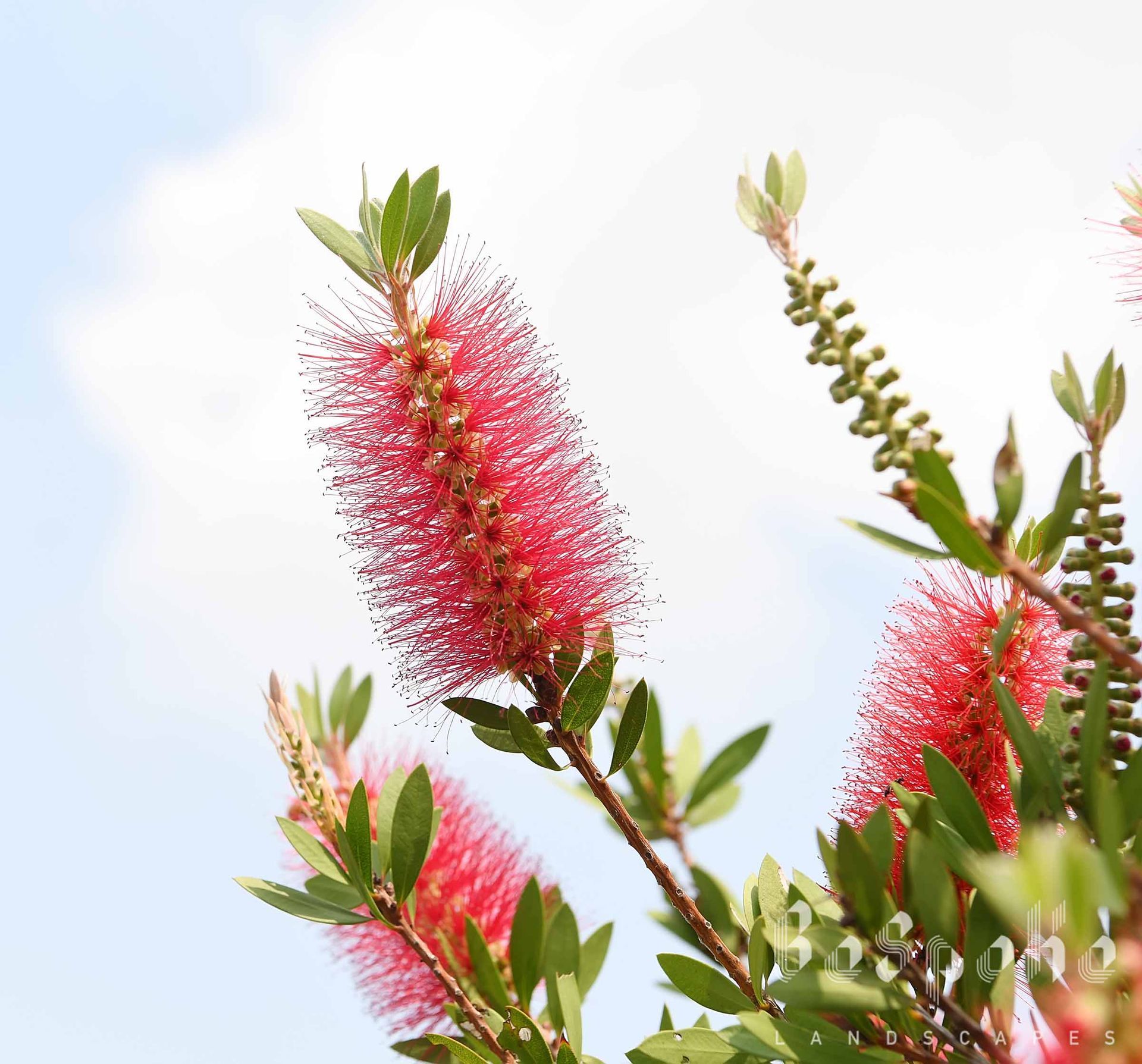 Callistemon 'Better John' (Bottlebrush)