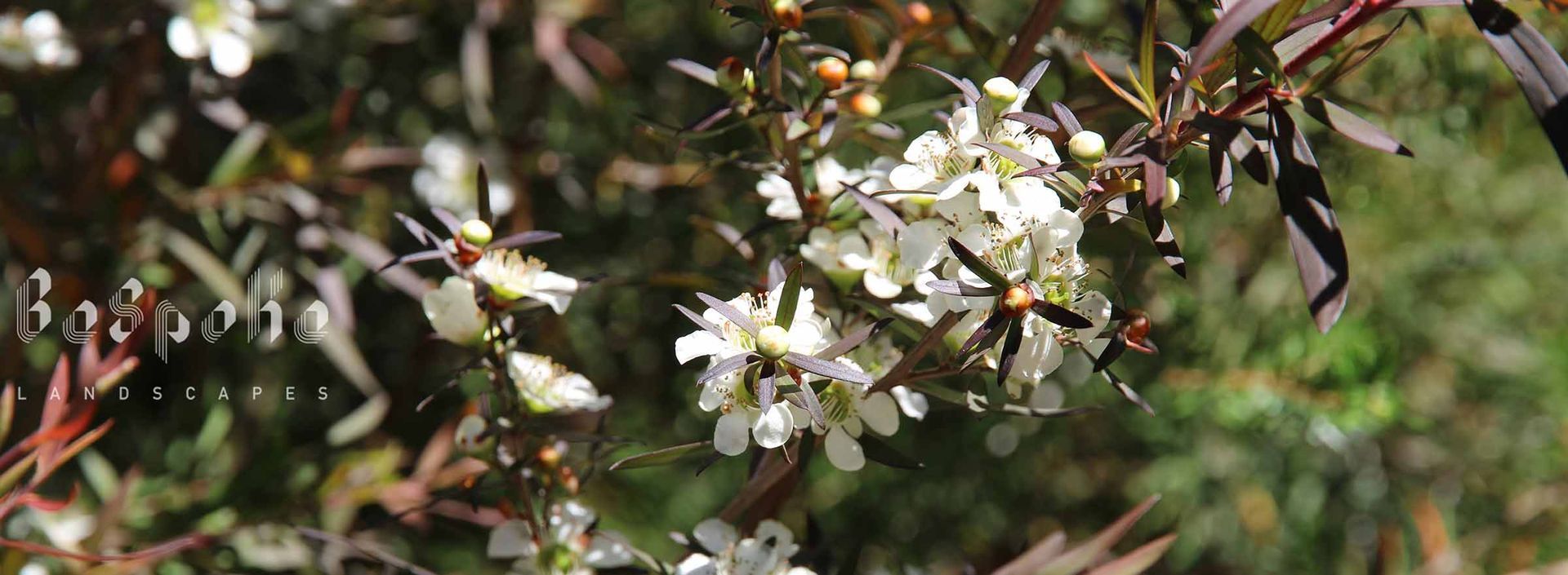 Leptospermum obovatum 'Starry Night' (Tea Tree)