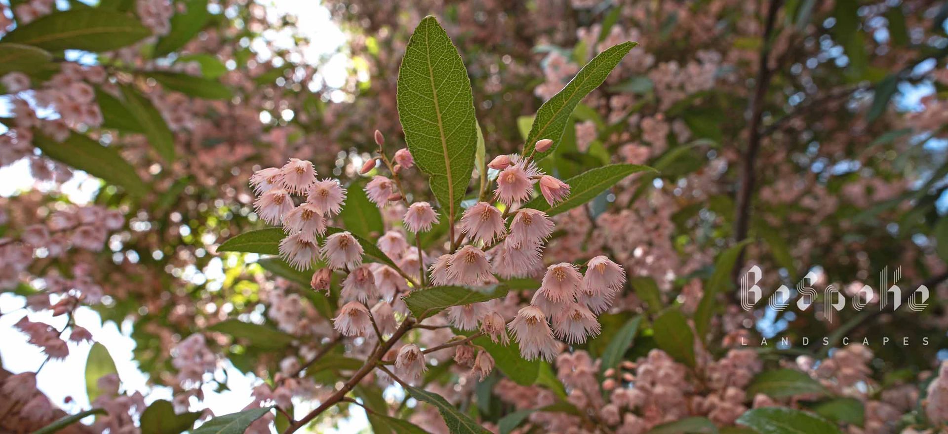 Elaeocarpus reticulatus (Blueberry Ash)