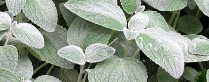 Plectranthus argentatus (Silver Plectranthus)