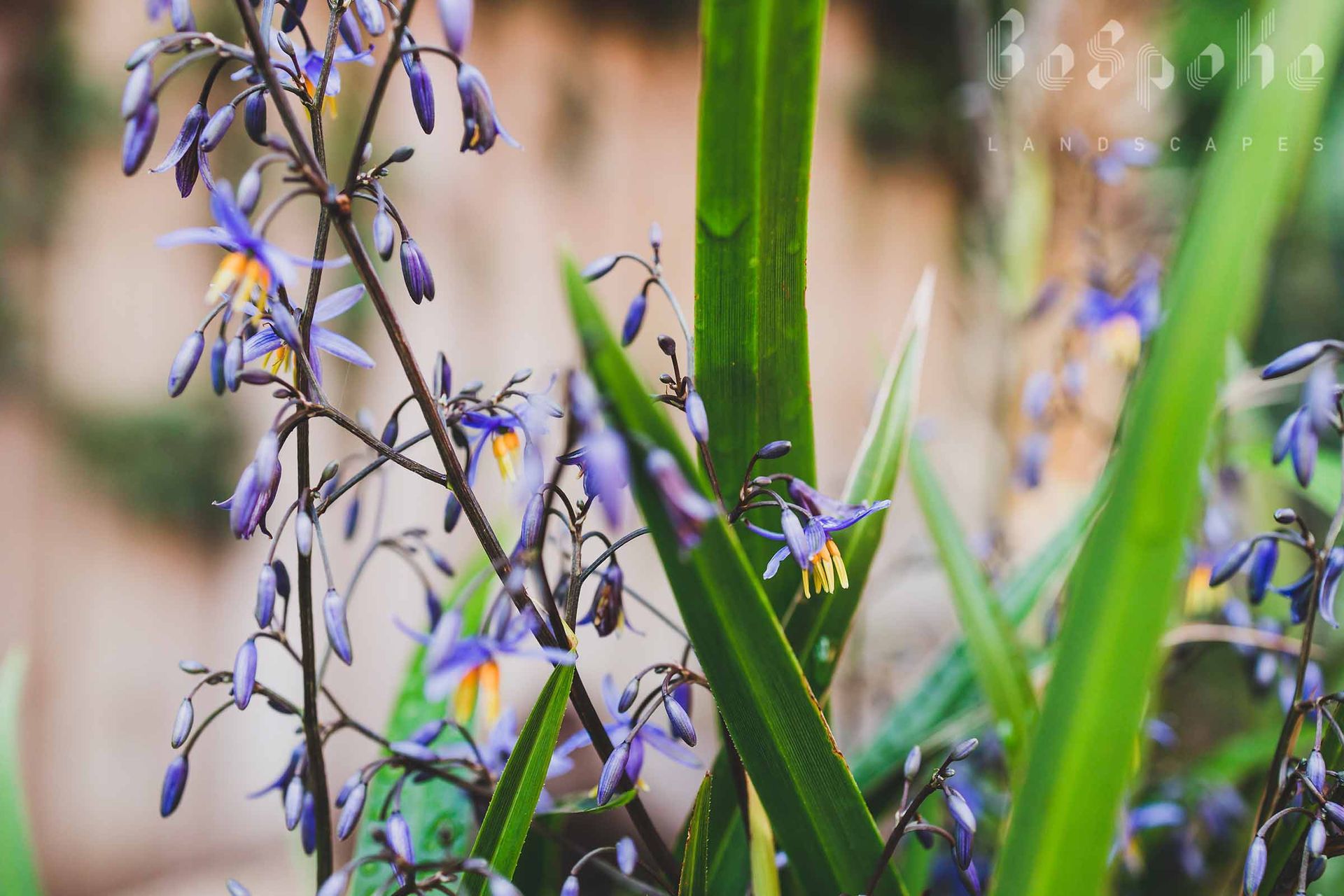 Tasmanian Flax Lily