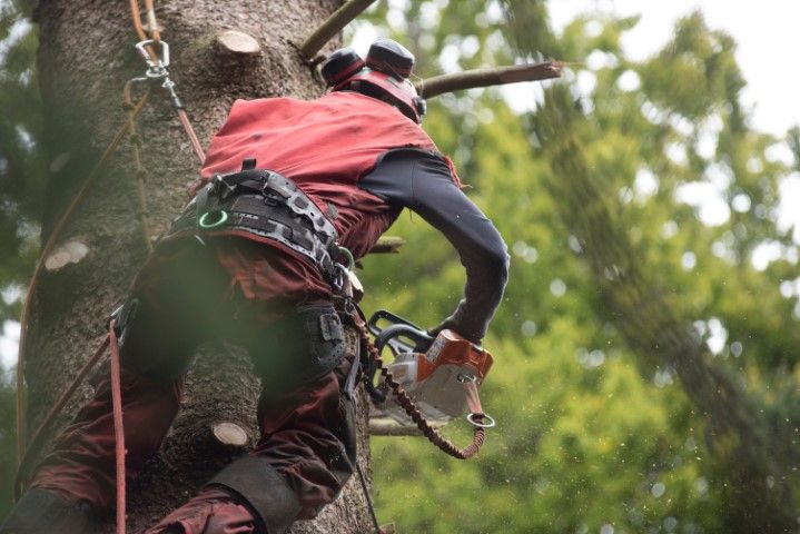 Arborist in red gear, cutting tree branches with a chainsaw, secured by a harness and rope.