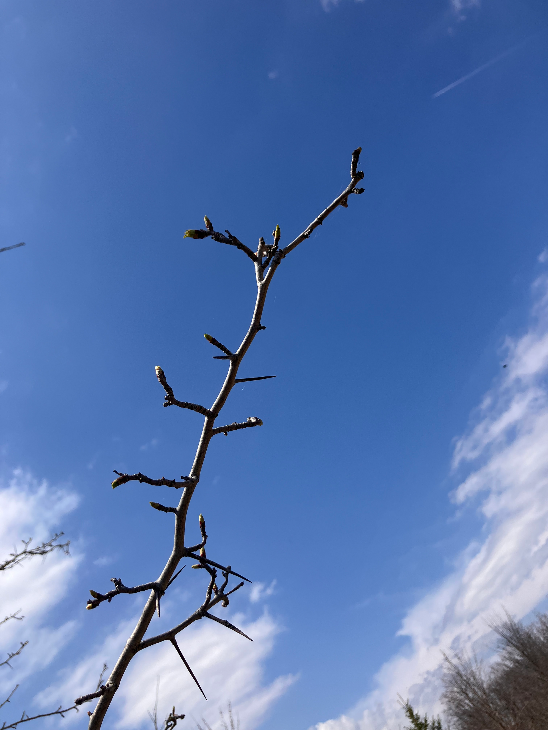 Image of a hawthorn tree branch with very small buds forming.