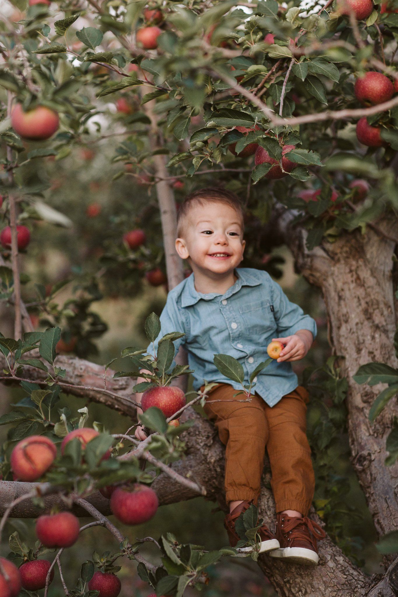 A little boy is sitting on a branch of an apple tree.