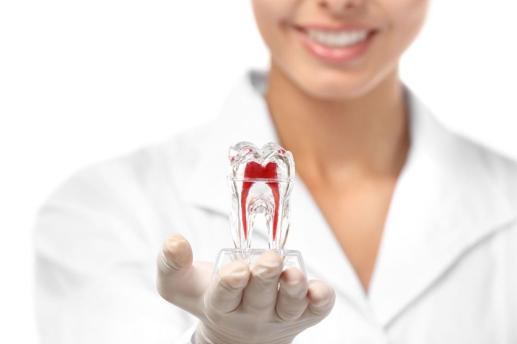 Una dentista tiene in mano il modello di un dente.