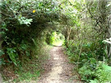 Uma trilha estreita de terra que serpenteia por um túnel de floresta densa e exuberante, com a luz do sol filtrada pelas árvores à frente.