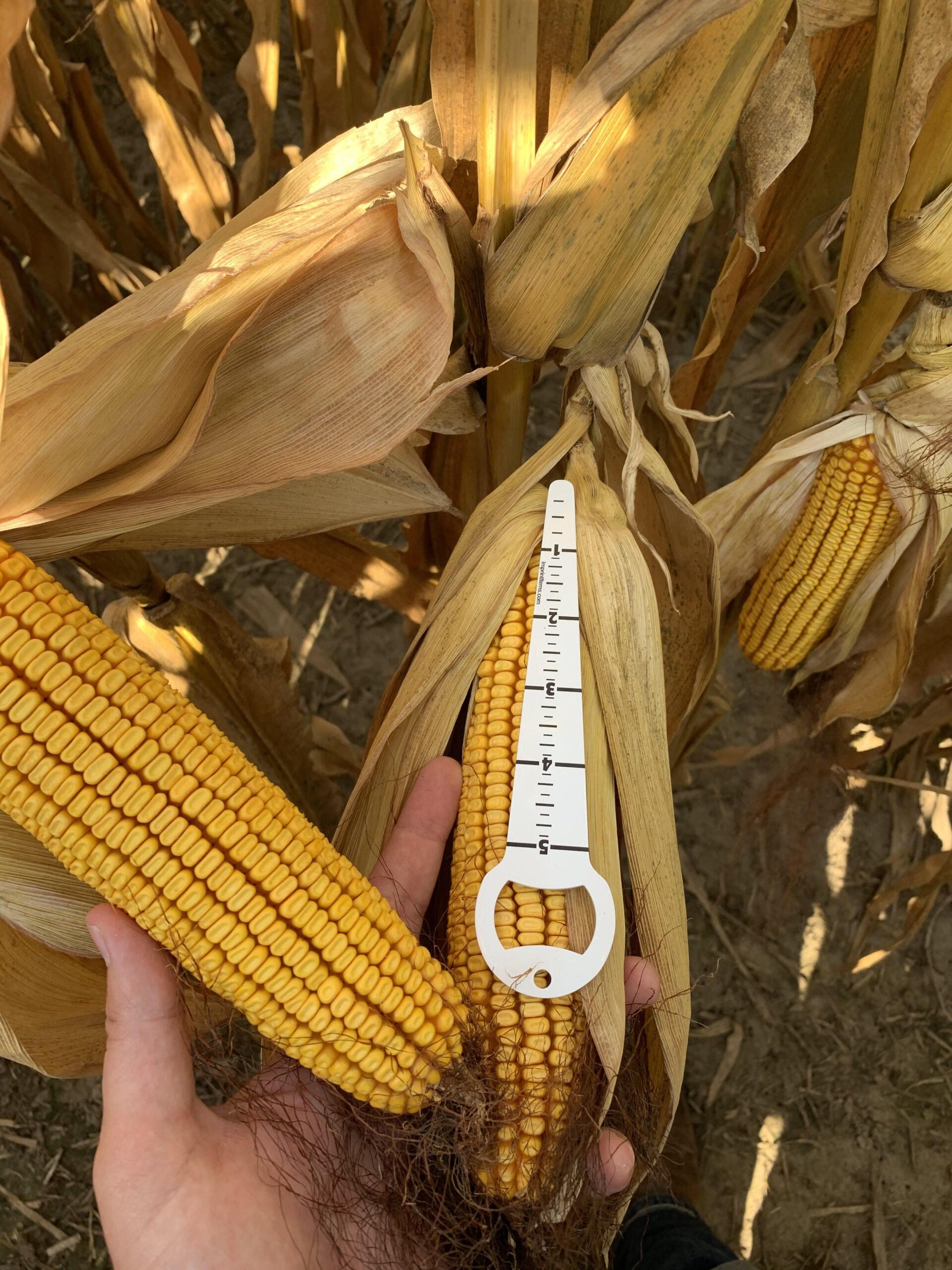 Benefit Crop Fertilizer