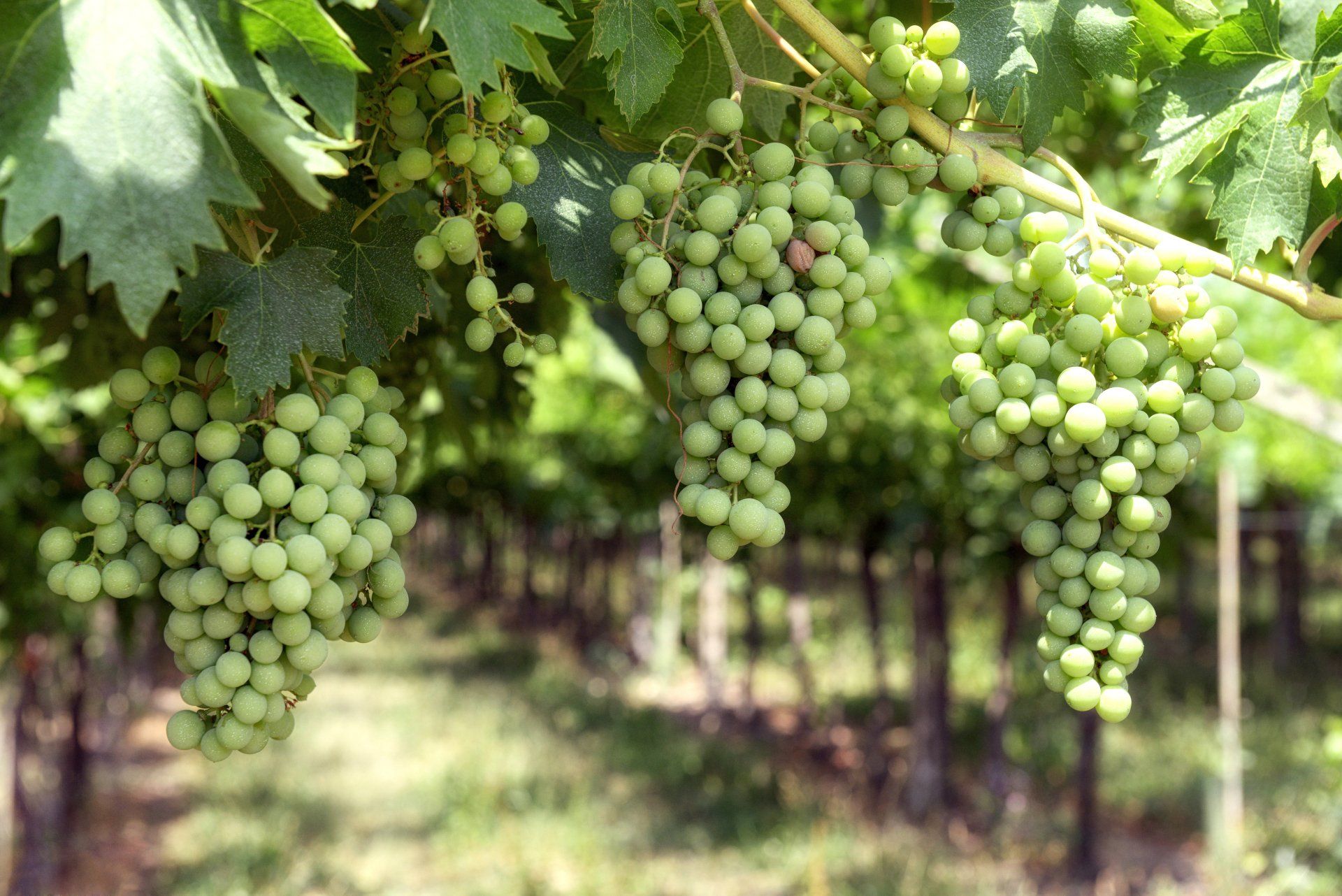 Benefit Specialty Crops