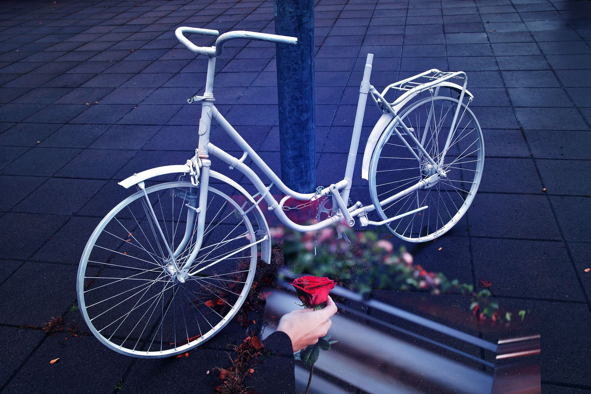 A person is holding a red rose in front of a white bicycle