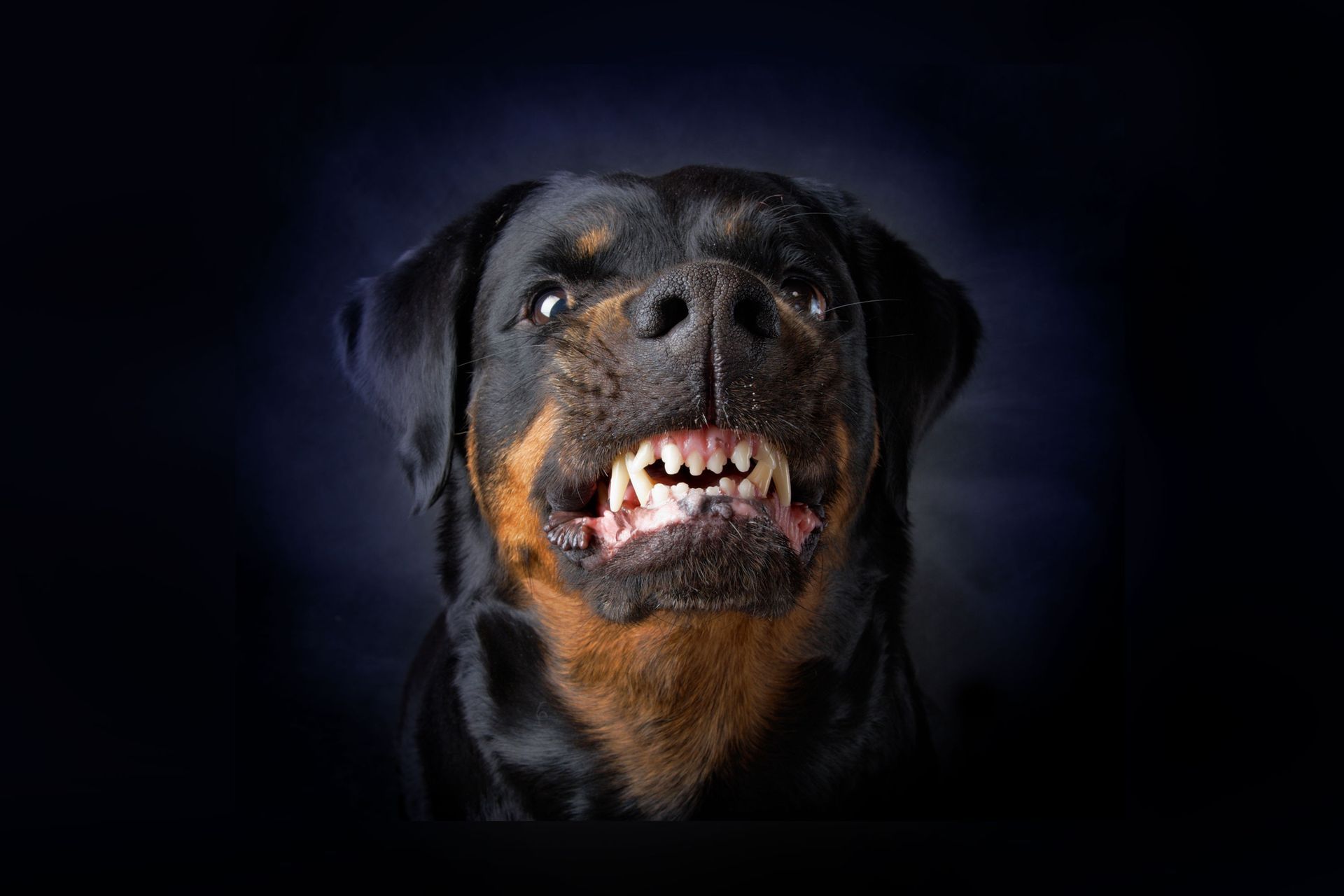 A close up of a rottweiler with its mouth open and sharp teeth.