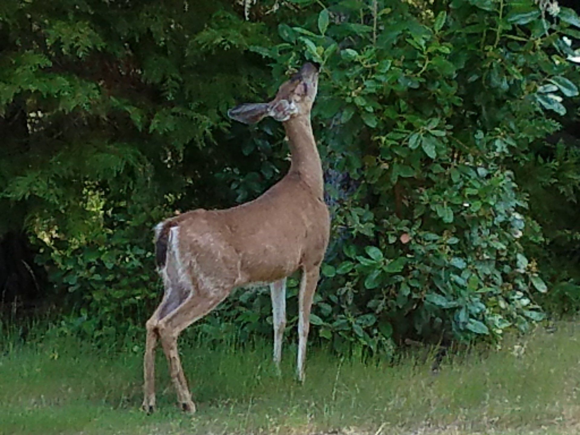 Deer — Grants Pass, OR — Valley Lock & Key