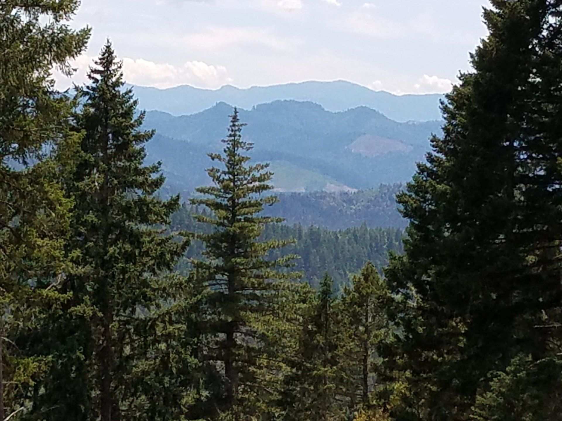 Trees — Grants Pass, OR — Valley Lock & Key