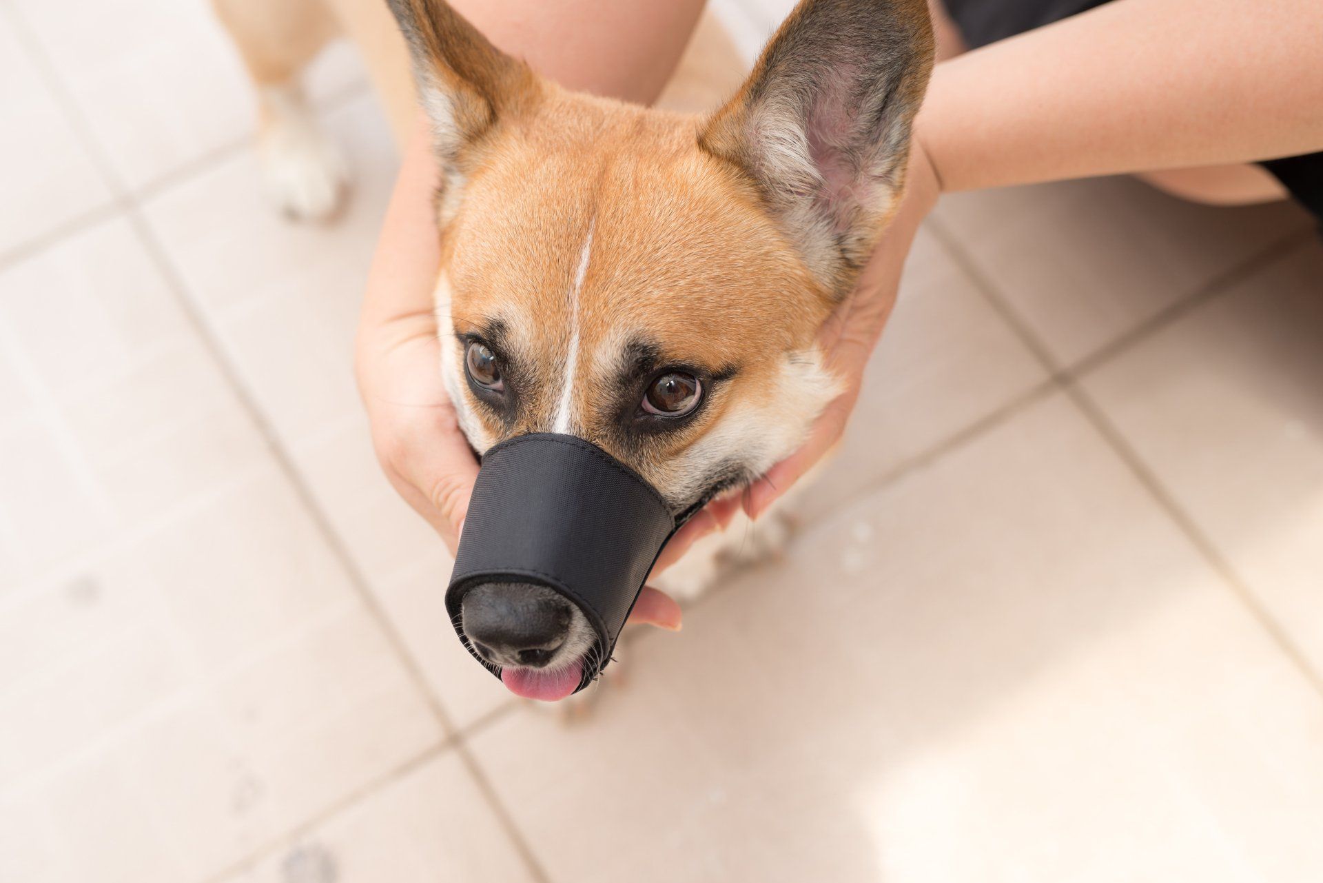 how to use a muzzle