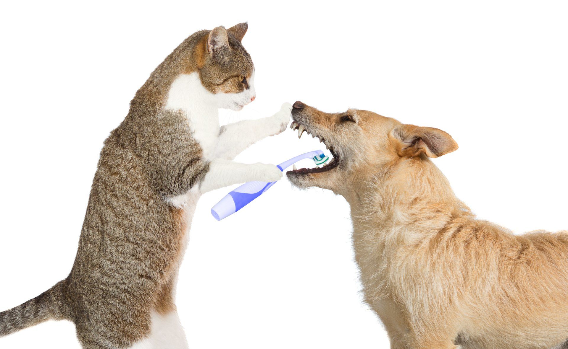 10 Reasons Why You Should Take Care of Your Pet's Teeth