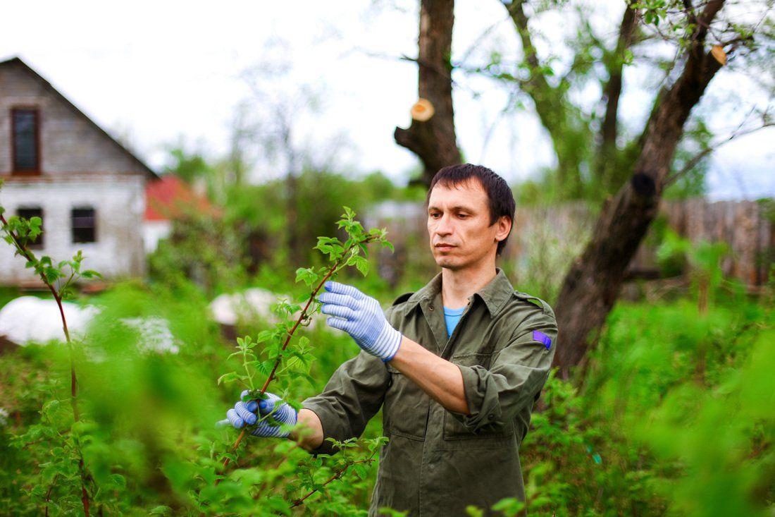 Arborist examining a sapling, tree service minneapolis