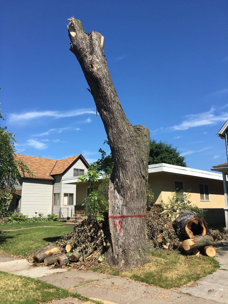 Tree removal minneapolis mn