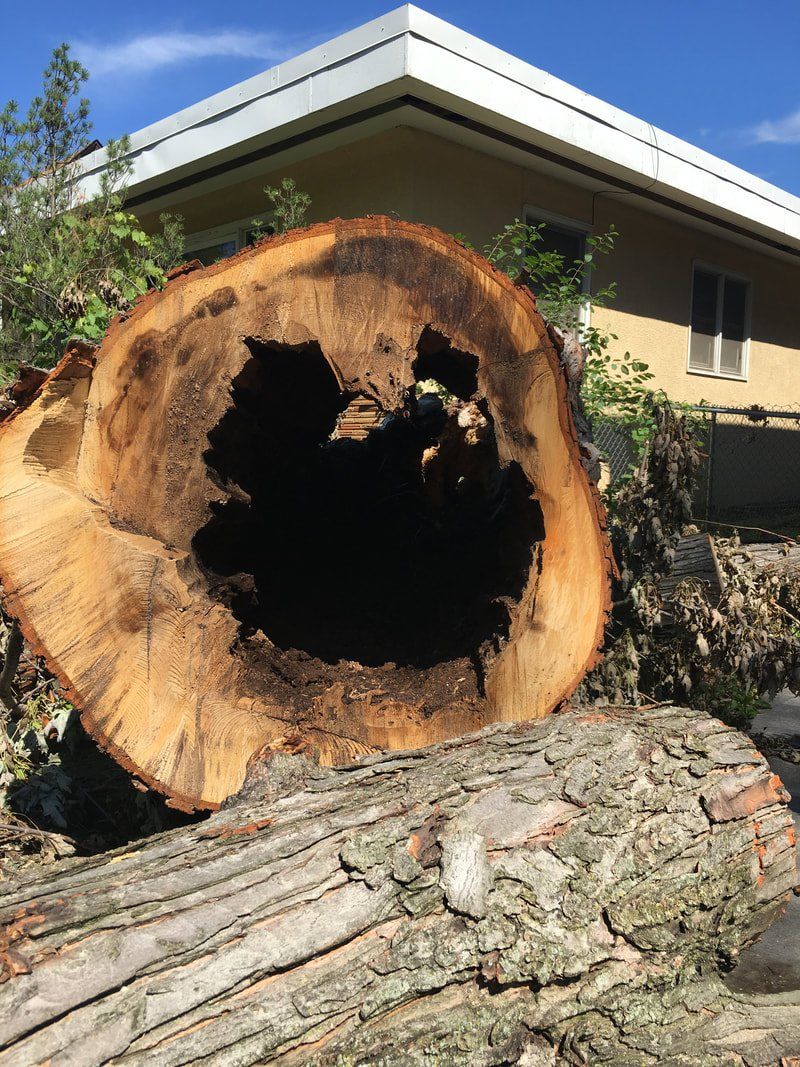 a cut tree with a rotten core , 24/7 tree service minneapolis