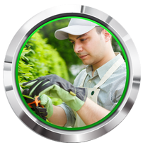 tree removal st paul mn