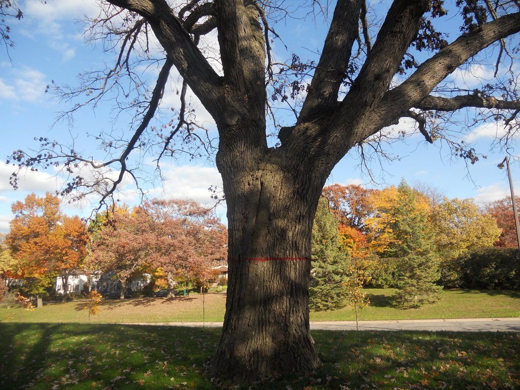 Tree Service Minneapolis