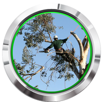 tree removal picture minneapolis mn