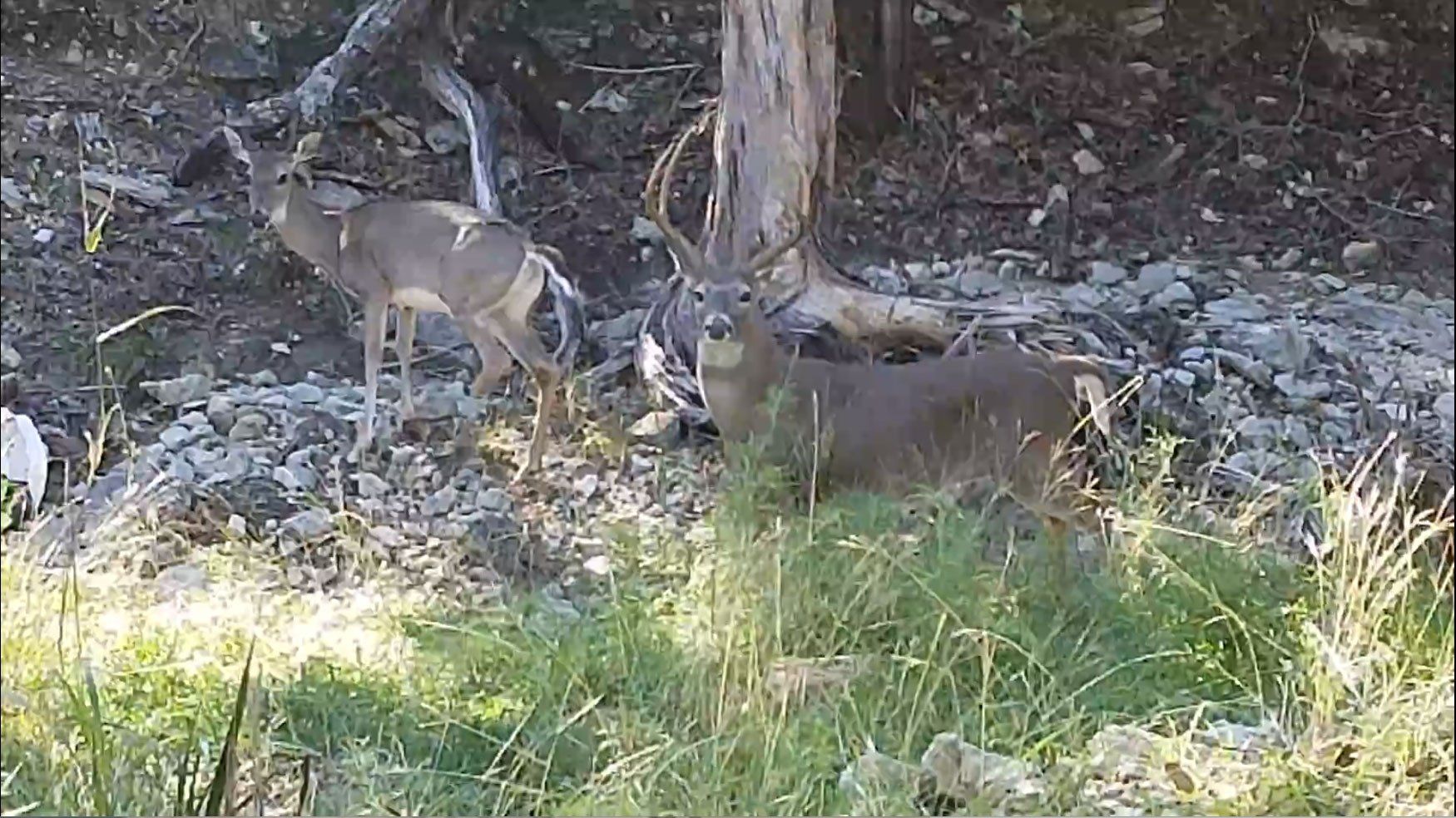 Wildlife (wild deer) abounds at Oak Meadows RV Park in Canyon Lake, Texas!
