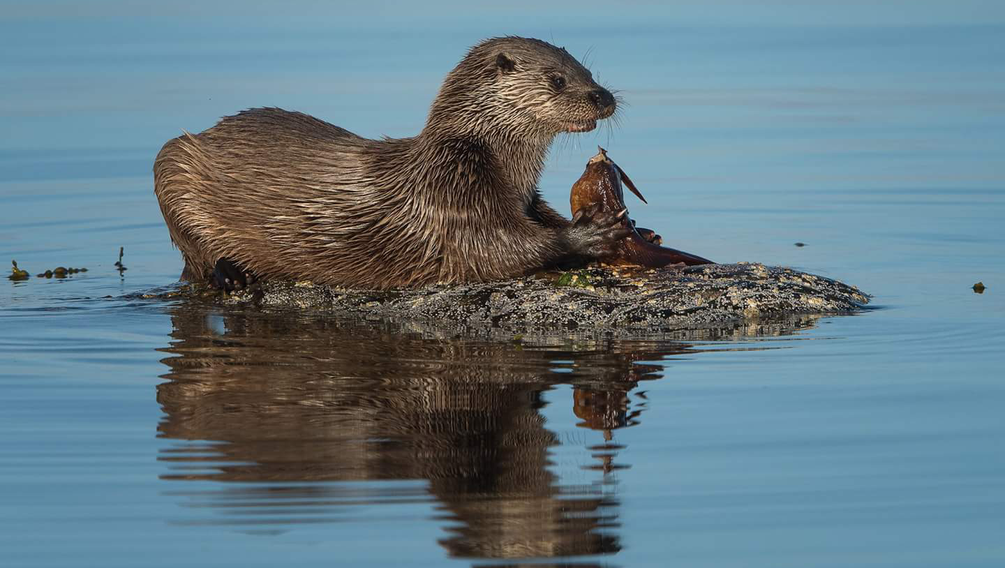 isle of jura boat tour argyll Scotland otter