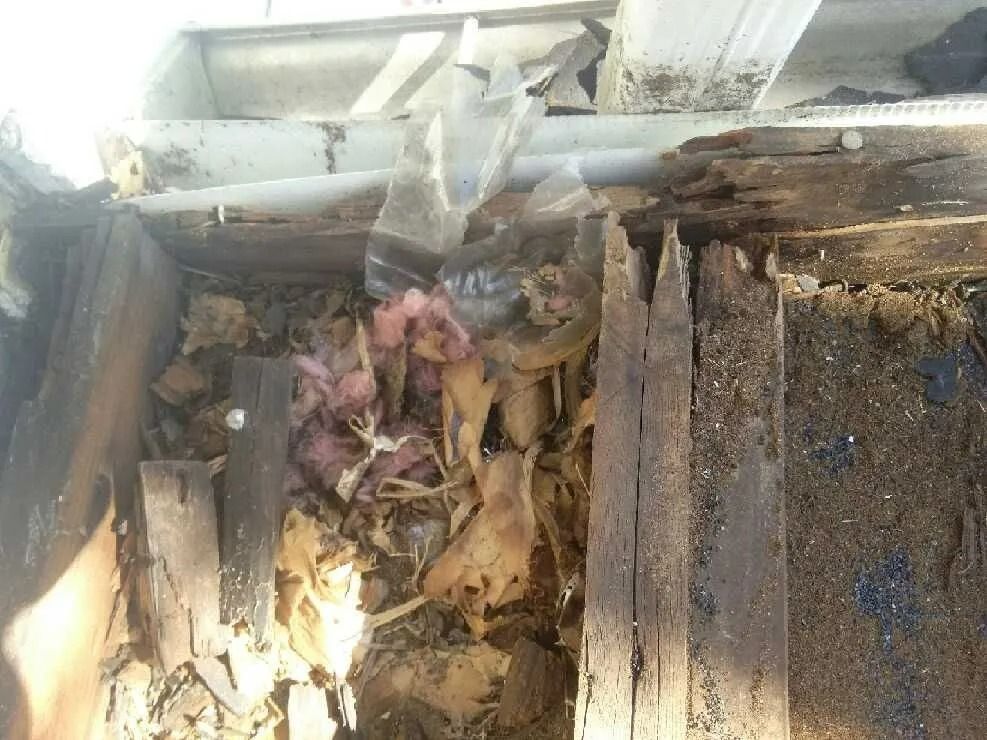 Decaying wooden structure with insulation and debris. Likely water damage and rot.