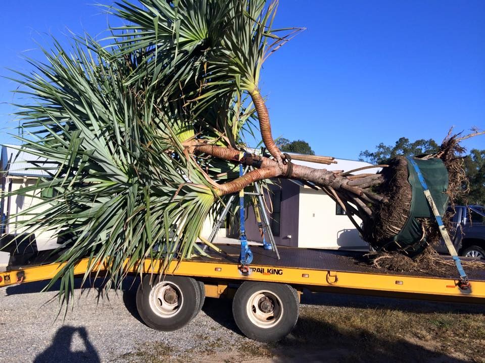 A Large Palm Tree is Sitting on Top of a Tow Truck — Eddy’s Excavations & Bobcat Hire In Wurdong Heights, QLD
