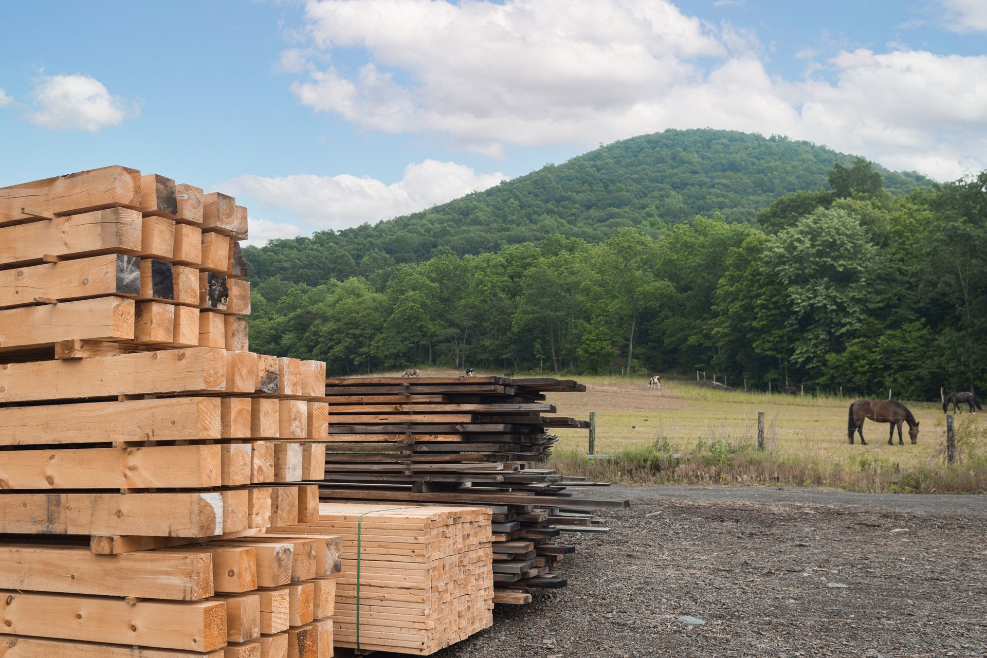 A horse is grazing in a field with a mountain in the background