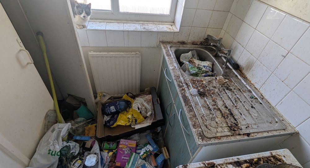 A messy bathroom with a cat peering over a wall. Trash and debris cover the sink and floor.. before clean-up
