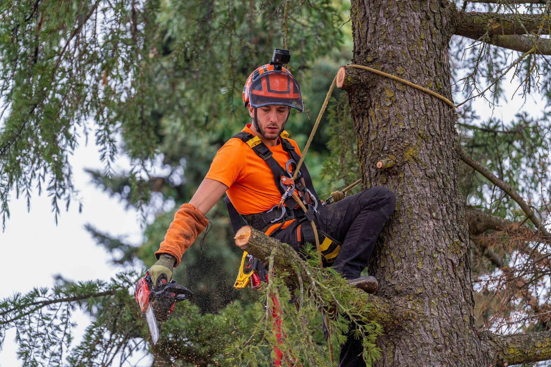 Tree climber in safety gear using a chainsaw to trim a branch.