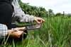 Person using a tablet to inspect tall green crops in a field