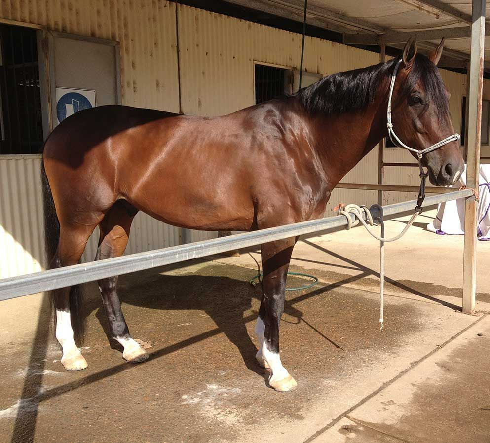 A Brown Horse Is Standing In A Fenced In Area — Merrypark Equestrian Centre In Eumundi, QLD