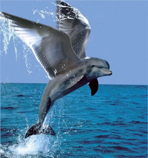 dolphinjump