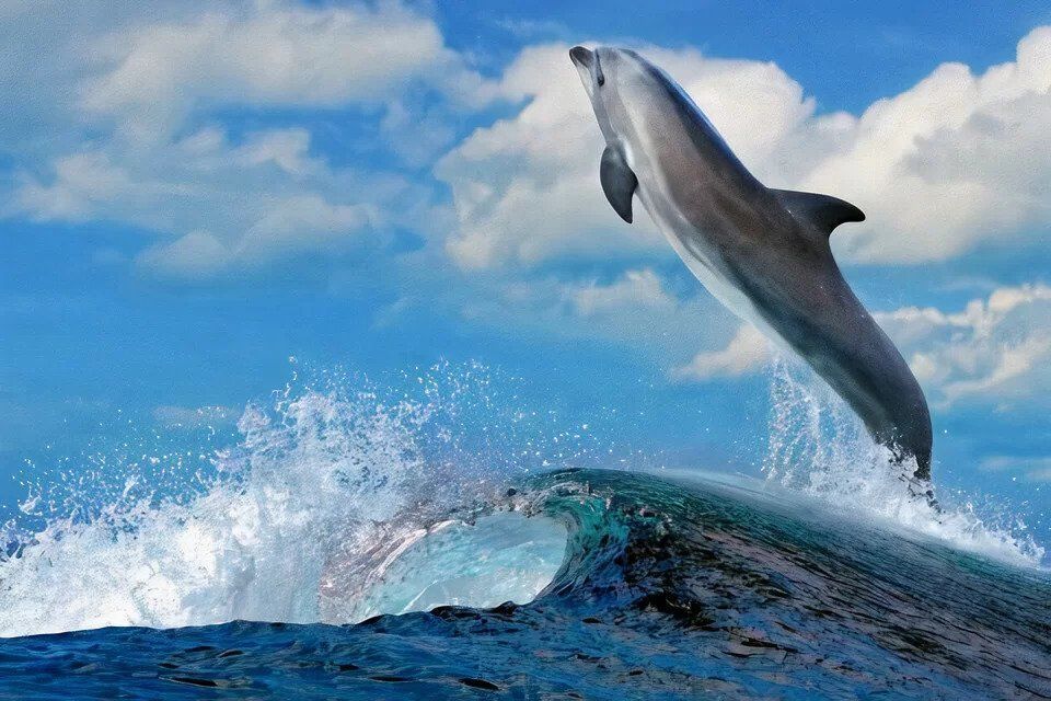 dolphinleap