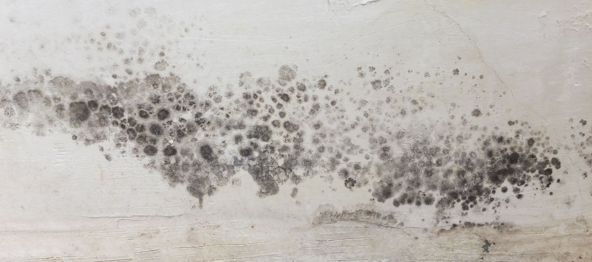 Mold growth on a white wall, with peeling paint and black spots.