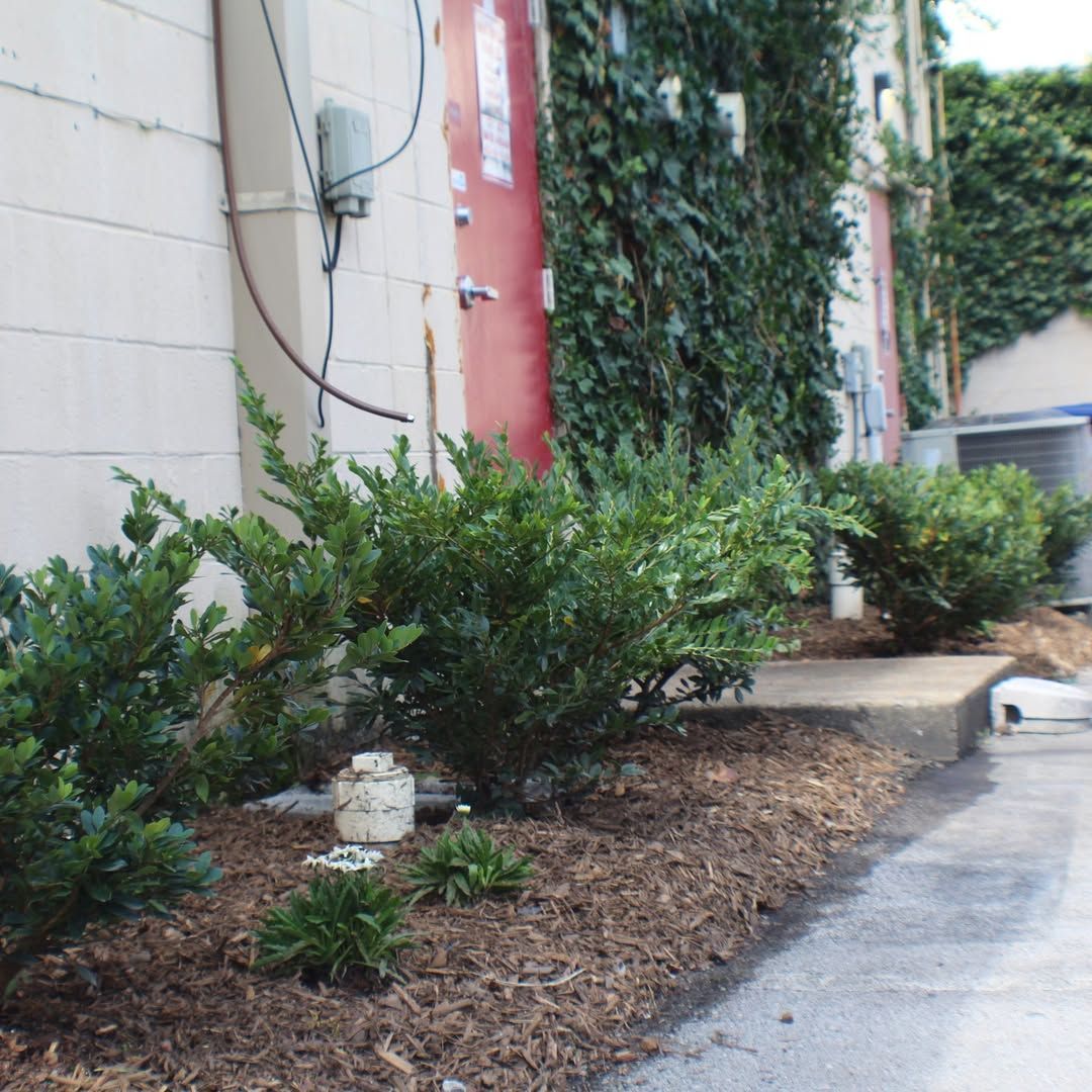 Green shrubs and mulch along a building wall with ivy.