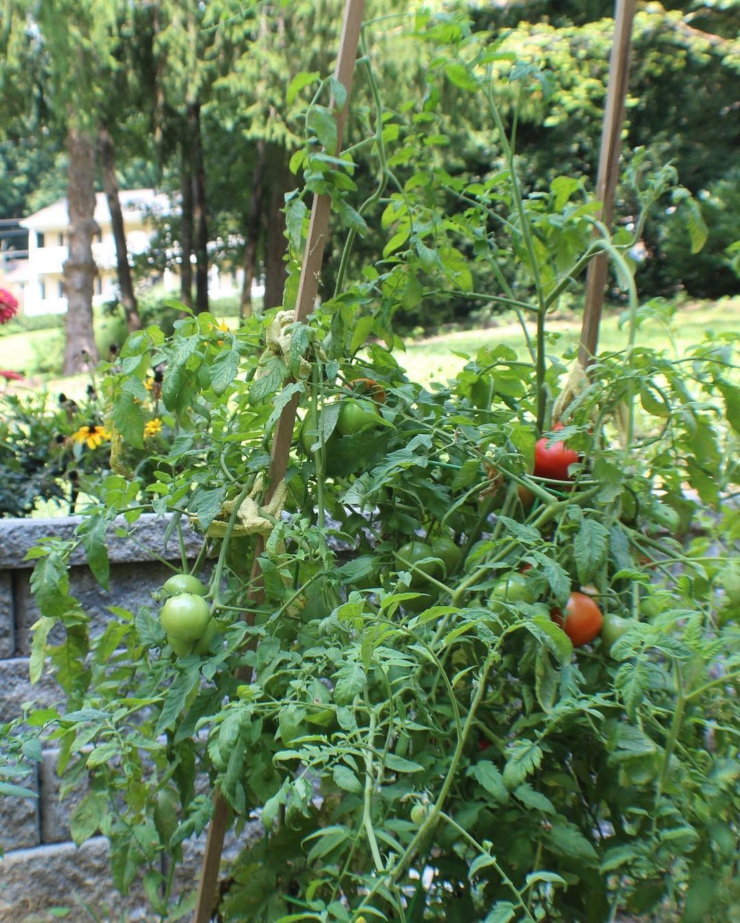 Tomato plant with red and green fruit, supported by wooden stakes.