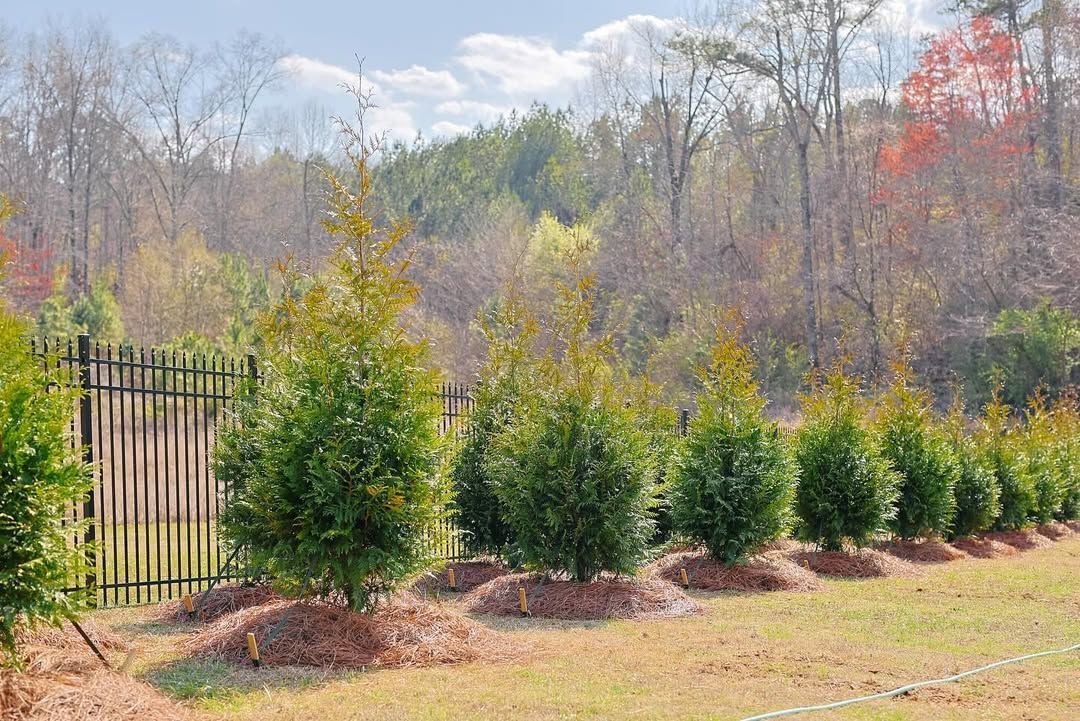 Row of green shrubs with brown mulch around their bases, next to a black fence and a forest backdrop.