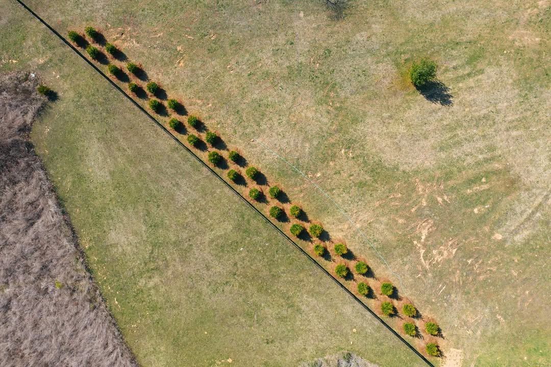 Aerial view of a long row of evenly spaced green trees casting shadows on a grassy field.