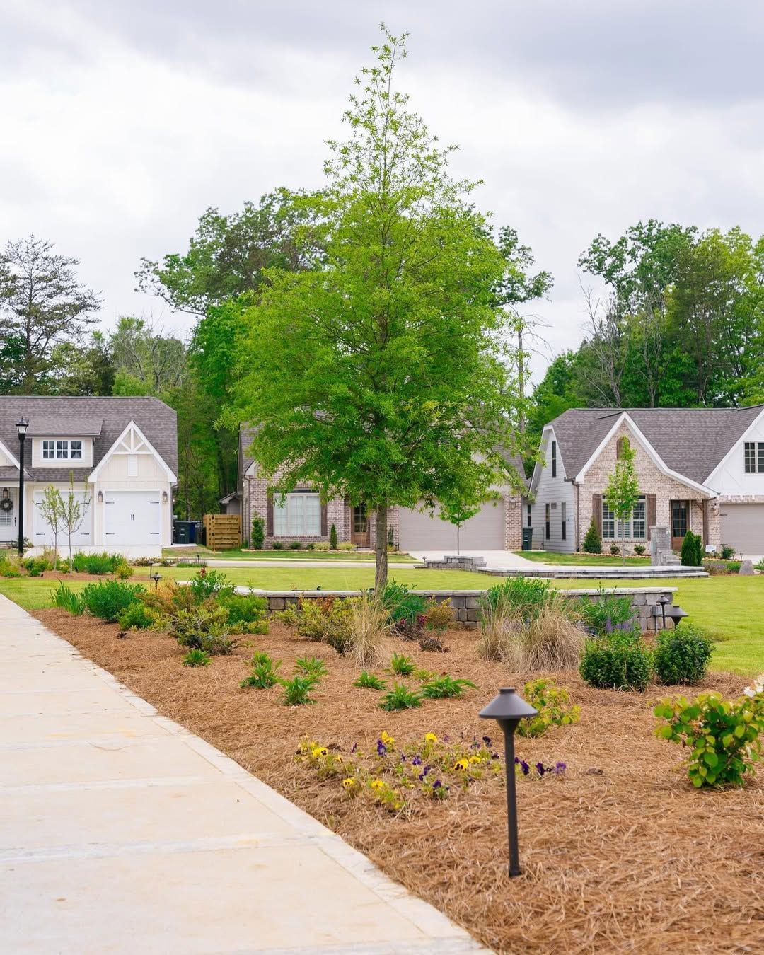 Houses with manicured lawns and landscaping; a tree stands centered in the image.