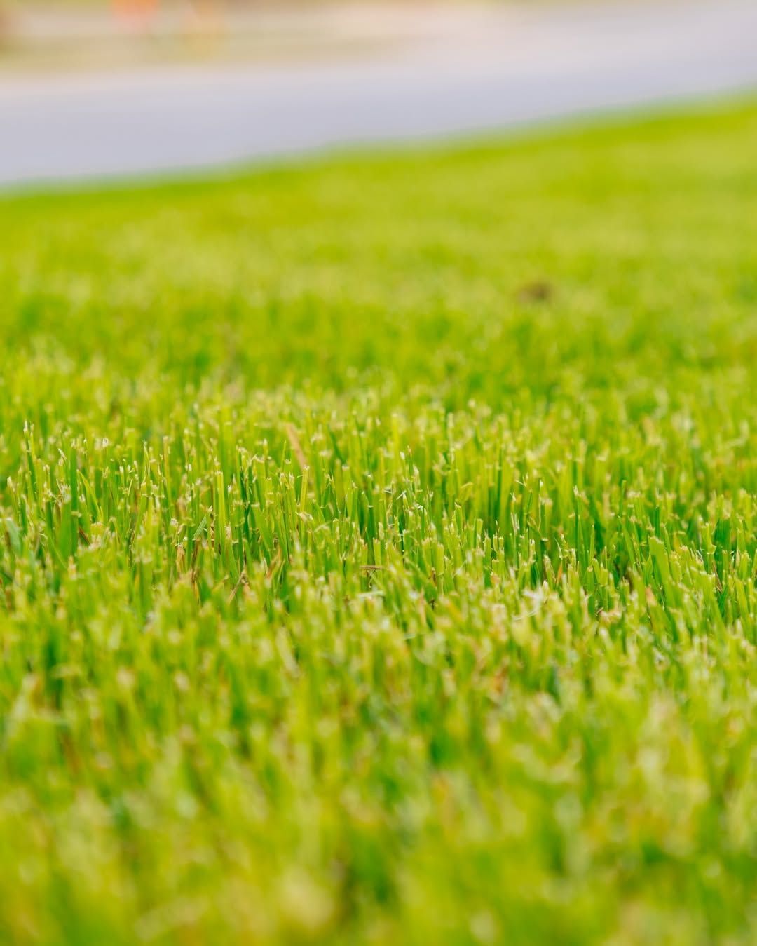 Close-up of bright green, freshly cut lawn with a blurred road in the background.