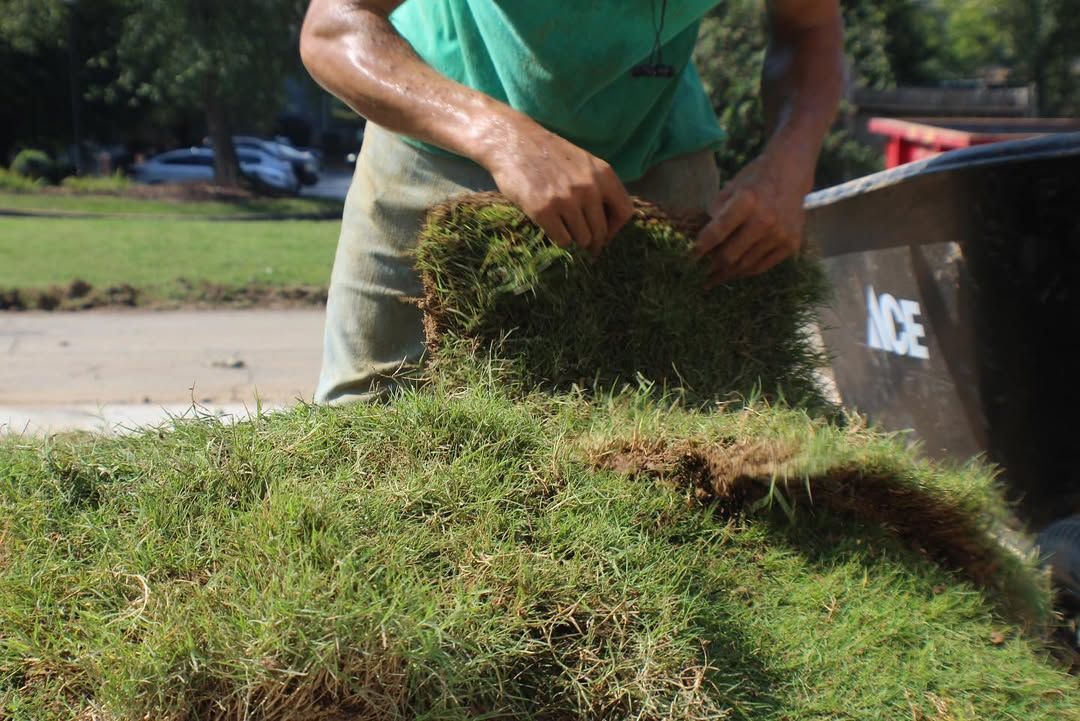Person laying sod outdoors, green grass, black bin in background.