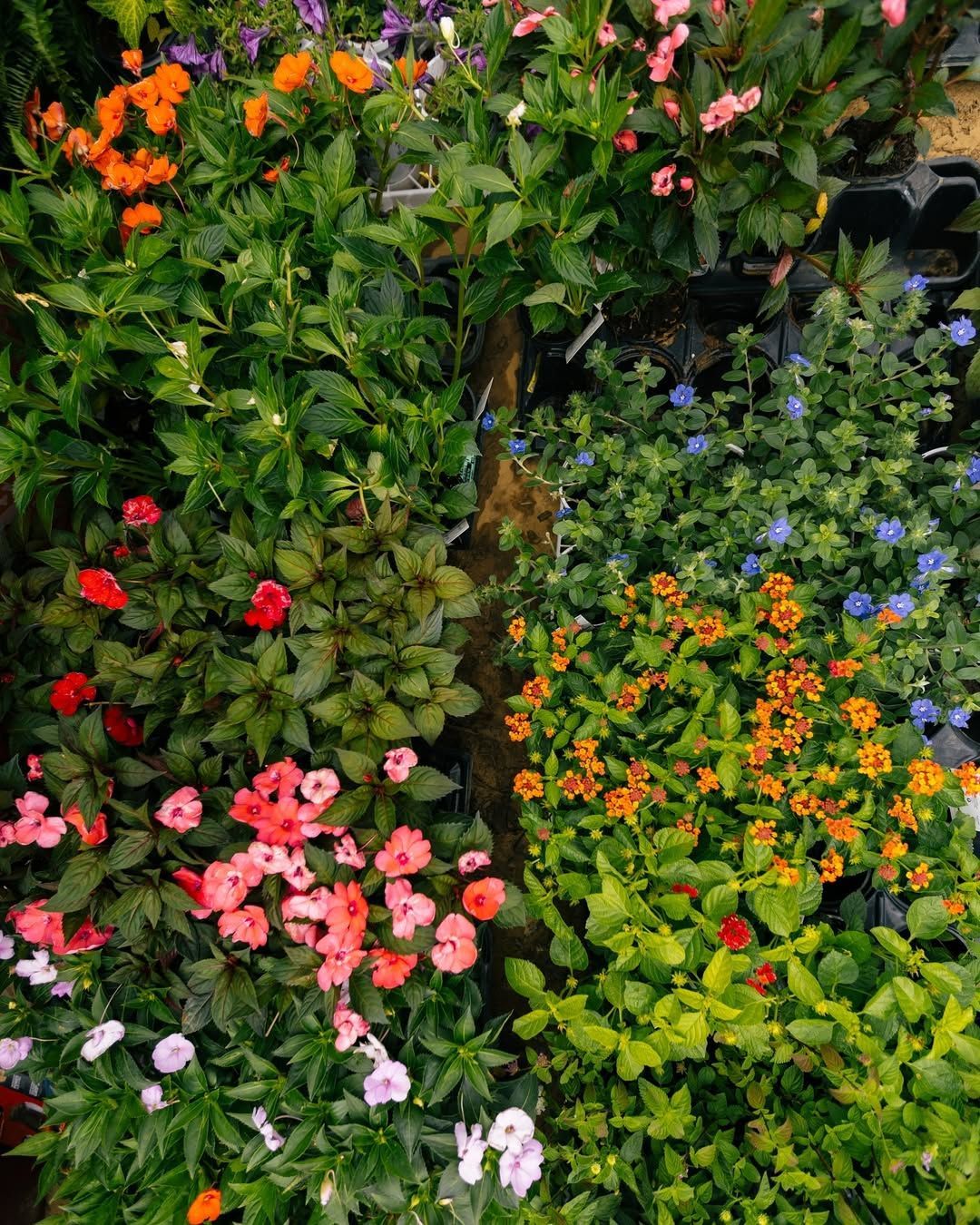 Assortment of colorful flowers in orange, pink, blue, and yellow with green foliage.