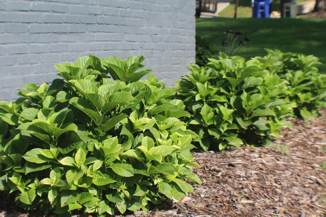 Green leafy shrubs in a row along a gray brick wall, on a bed of mulch, with grass in the background.