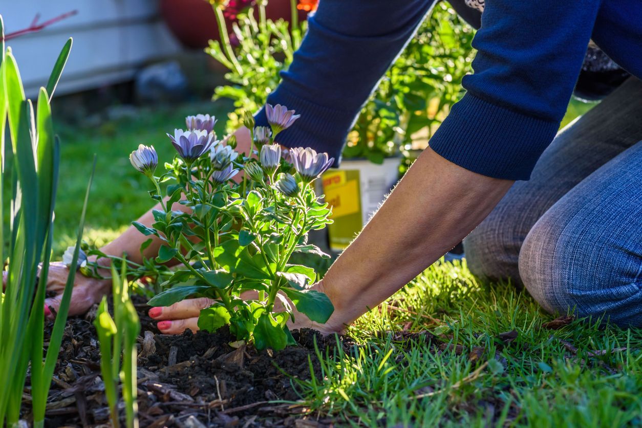 Person planting purple flowering plant in a garden.