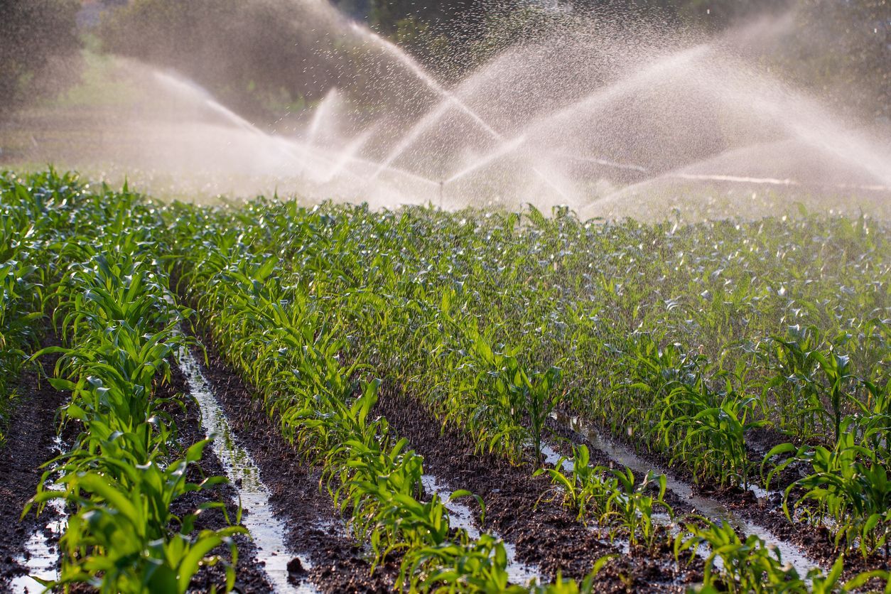 Irrigation sprinklers watering a lush green field of crops on a sunny day.