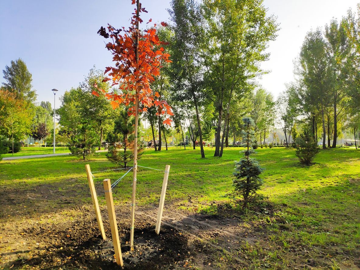 Young tree with red-orange leaves and support stakes in a park, surrounded by green grass and other trees.