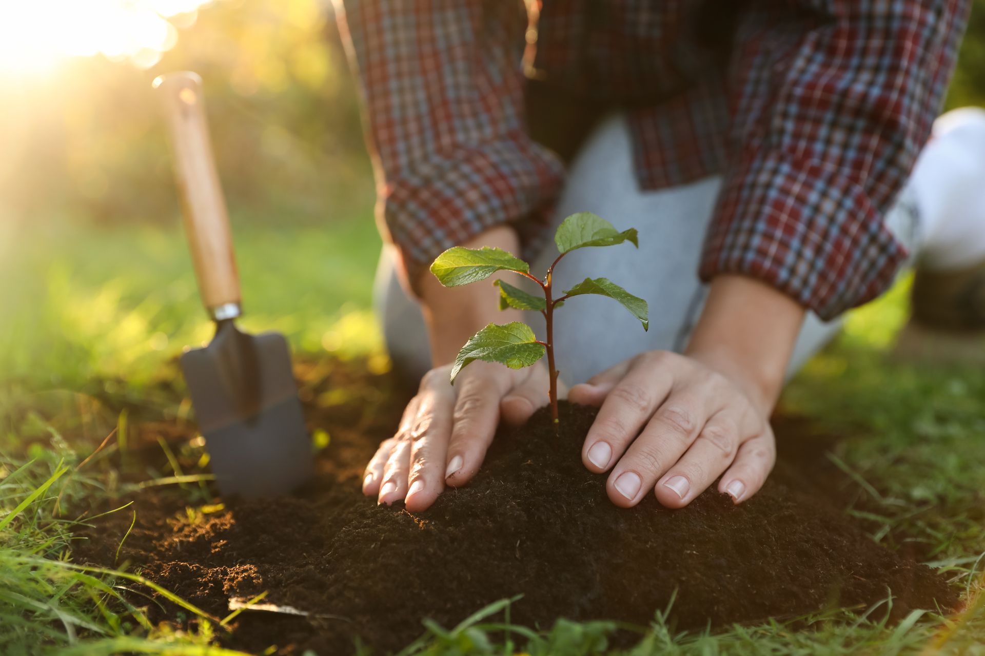 Person planting a seedling in the soil, with a trowel nearby. Sunny outdoor setting.