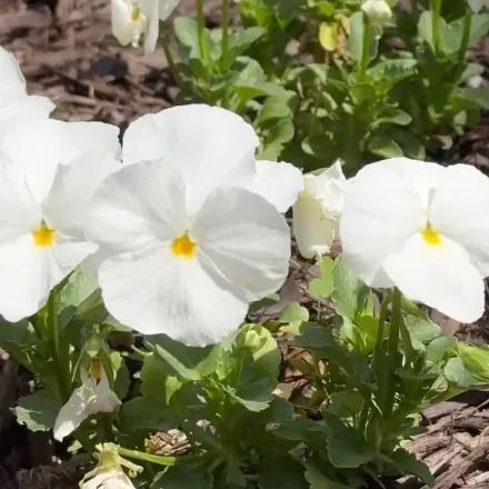 White pansies with yellow centers, surrounded by green leaves and mulch.